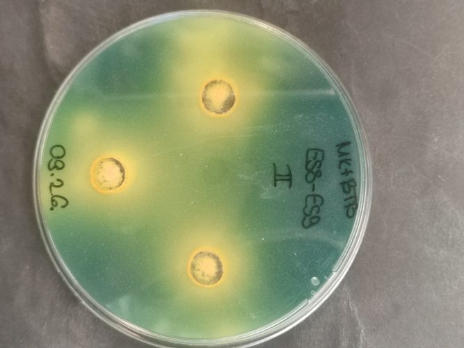 kísérlet káliummobilizáló képesség