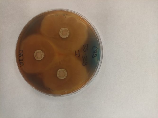 sziderofór-termelés laboratóriumi teszt eredmény