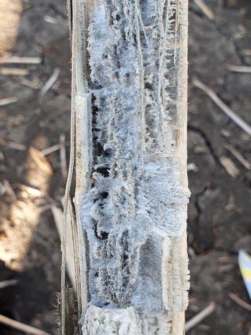 Hamuszürke szárrothadás napraforgón, Fotó Dr. Dávid István