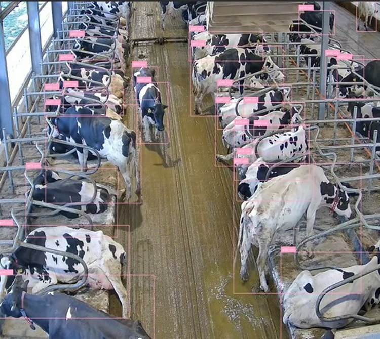 A kamerarendszert sok ezer jelölt felvételen tanítják be, hogy a teheneket egyedenként felismerje a mezőgazdaságban. (fotó: a szerző felvétele)