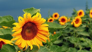 napraforgó tányér napraforgó-táblán