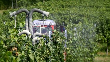 növényvédelmi permetezés szőlőben, Villányban