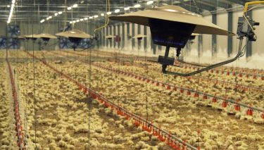 baromfitelep brojlercsirke