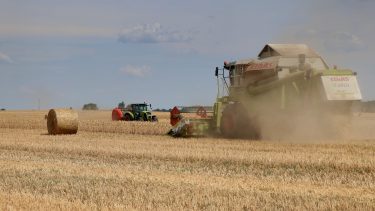 kalászos gabona betakarítása kombájnnal