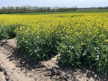 Nagyon sok tápanyaggal és későn (októberben) vetett repce. A növényvédelem sokkal könnyebb, és nem okozunk stresszt sem a növénynek.