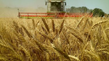 búza betakarítás kombájnnal