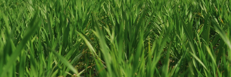 Fejtrágyázás hatékonyan