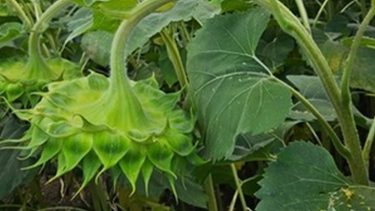 RAGT A.I.R. technológia a gyomirtásra napraforgókultúrában