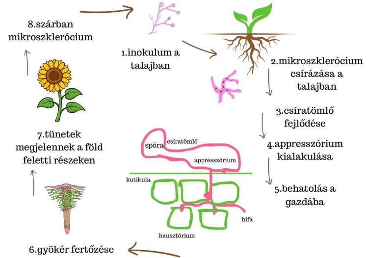 Szemléltető ábra a Macrophomina fertőzésmenetéről és túlélési formáiról.