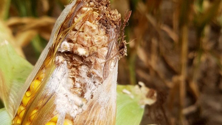 Csendes veszély a takarmányban: nőtt a mikotoxin-kockázat