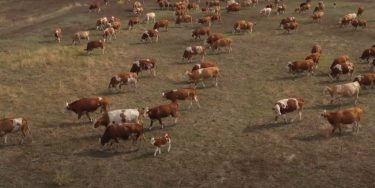 Szarvasmarhák legelnek a táblán; a rendszer a taposás/rágás hatására és a trágyázásra épít.
