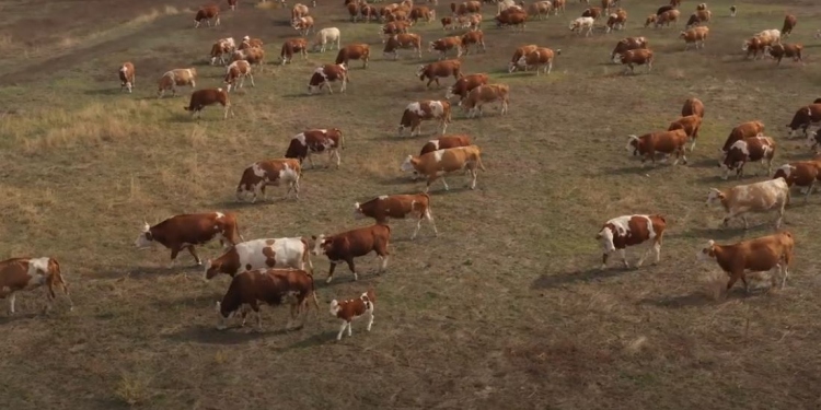 Szarvasmarhák legelnek a táblán; a rendszer a taposás/rágás hatására és a trágyázásra épít.