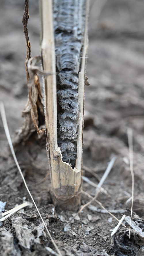 Makrofominás fertőzés tünetei a napraforgó szárán és gyökérnyaki részén.