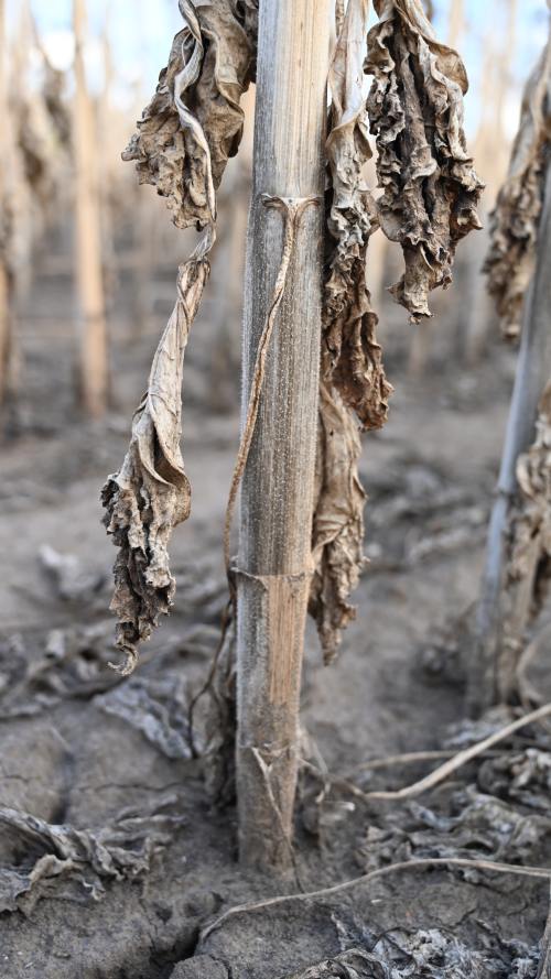 Makrofominás fertőzés tünetei a napraforgó szárán és gyökérnyaki részén.