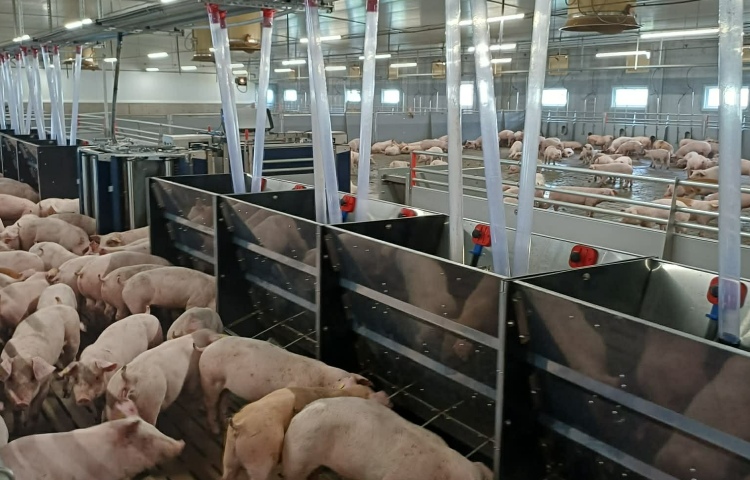 Okos válogató kapuk között „sétálnak” a hízók