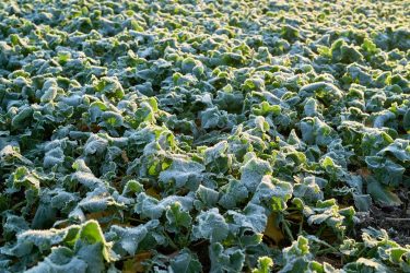 Dérrel borított repceállomány reggel.