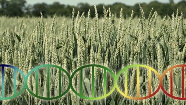 génszerkesztett kalászos gabona