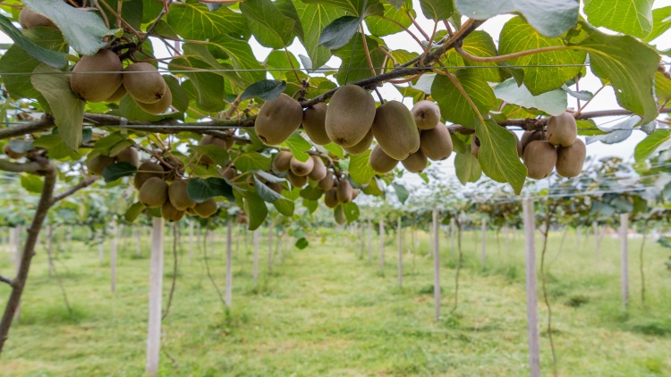 Az EU is újabb lökést adott a kivinek, ideje komolyan venni