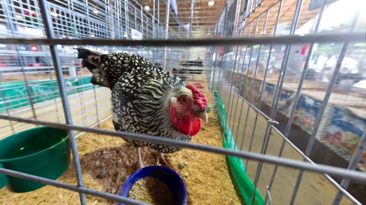 Agrárágazat Tudástár: Nettó exportőr – Nettó exportőrnek azt az országot nevezzük, amely adott termékből többet exportál, mint amennyit importál. A nettó exportőri pozíció azonban nem jelenti azt, hogy a belföldi piac védett az importáruk árnyomásától: ha az import gyorsabban nő vagy olcsóbb termék érkezik, az lefelé befolyásolhatja a hazai árakat és jövedelmezőséget. A kétirányú kereskedelem gyakran eltérő termékkörökre épül.