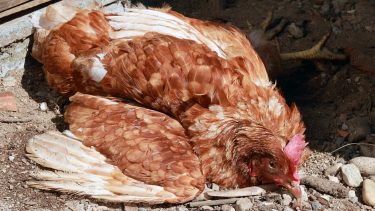 Newcastle-betegség fertőzött elpusztult baromfi