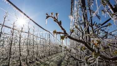 jégbe dermedt kertészeti ültetvény