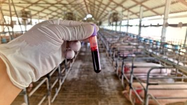 Ukrajnában hatalmas veszteség, Szászországban mentesség a friss hír sertéspestis-fronton (Illusztráció: Shutterstock)