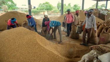 India visszatér: nem (csak) a mennyiség jelentős, az időzítés is érzékenyen érinti a búzapiacokat (Shutterstock)