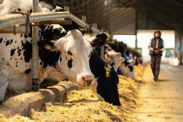 szarvasmarha állattenyésztés