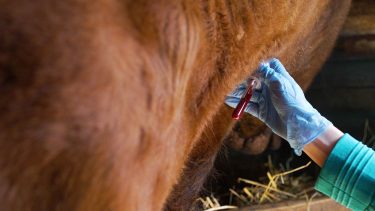 Vérvétel az istállóban. Sokéves munka eredményeként hazánk mentes a szarvasmarha-brucellózistól, ami üzletileg is jót jelent (Fotó: Shutterstock)