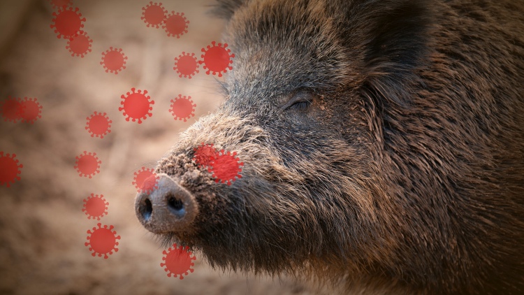 vaddisznó, sertéspestis-kockázat Délnyugat-Magyarországon