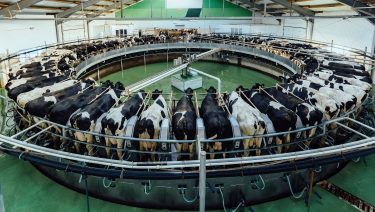 karusszel fejőgép tehenészet szarvasmarha