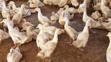 kacsatelep baromfitartás