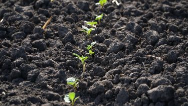 A képen frissen kikelt repcenövények láthatók sorban, rögös, sötét talajban, korai fejlődési állapotban.