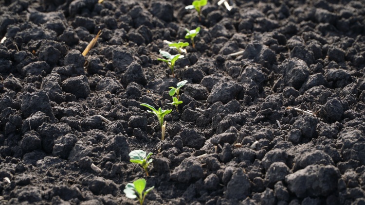 Fómás repce: most dőlhet el a tavaszi termés