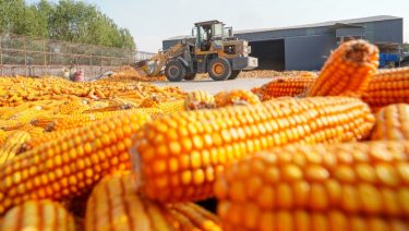 kínai gazdaság kukoricatermés tolólapos rakodóval