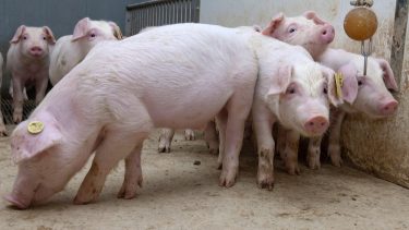 sertéstelep sertés malacok