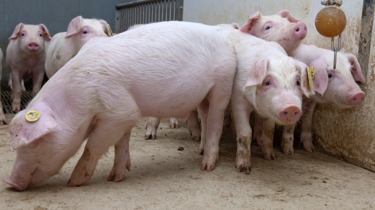 Figyelni kell, bizonytalan pályán a sertéságazat 2026-ban