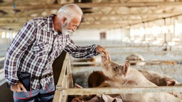 malacok koca szoptatás sertéstelep