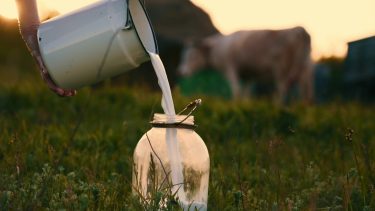 tejhasznú tehén a mezőn tejöntő gazda