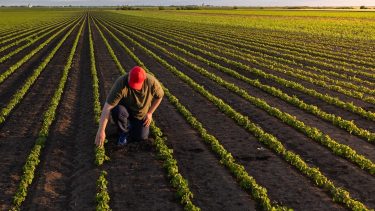 szójatermesztő gazda szójatáblán