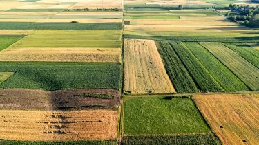 diverz vetésszerkezet sokféle szántóföldi növényfajjal