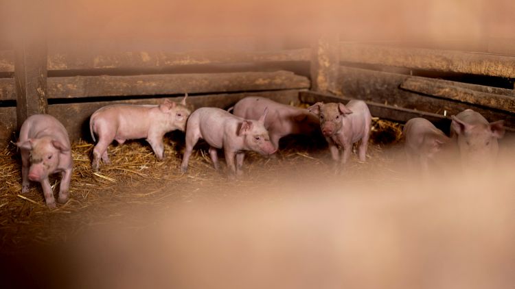 malacok egy sertéstelepen