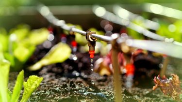 csepegtető öntözési technológia ültetvényen