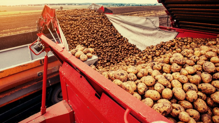 burgonya-betakarítás Európában