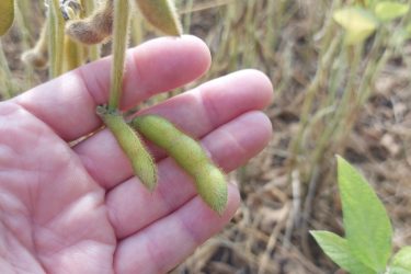 szójababhüvely gazdálkodó tenyerében szójatáblán
