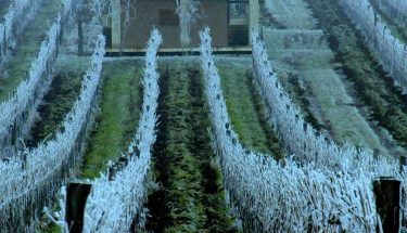 fagy egy szőlőültetvényben