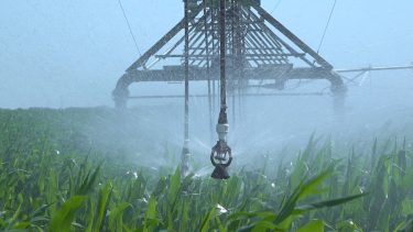 Öntözés kukoricában