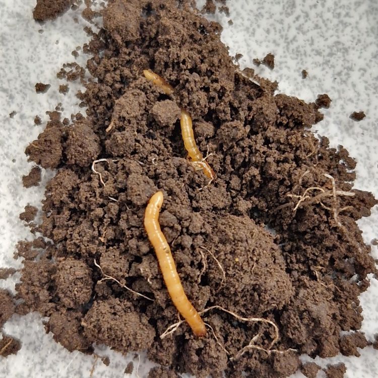 Drótféreg lárva kártétele kalászosban