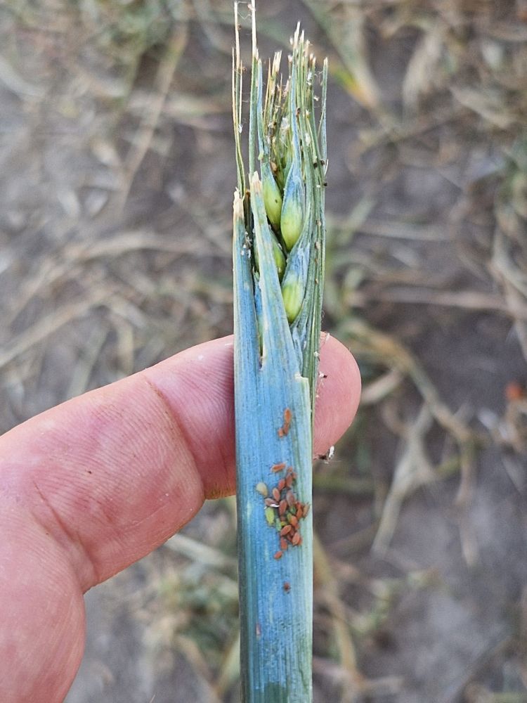 Levéltetvek vírusvektor szerepe gabonában