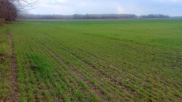 Nagyon várják az esőt a február óta szomjazó kalászos- és repcetáblák